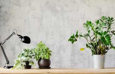 Green Office Program